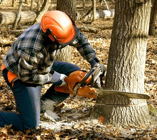 Tree Removal in Gordonsville, VA